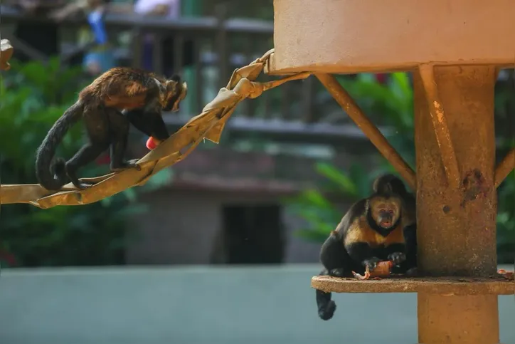 Imagem ilustrativa da imagem Animais do zoológico de Salvador recebem mimos diante do calor