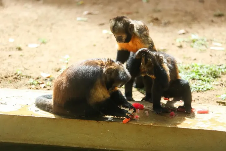 Imagem ilustrativa da imagem Animais do zoológico de Salvador recebem mimos diante do calor