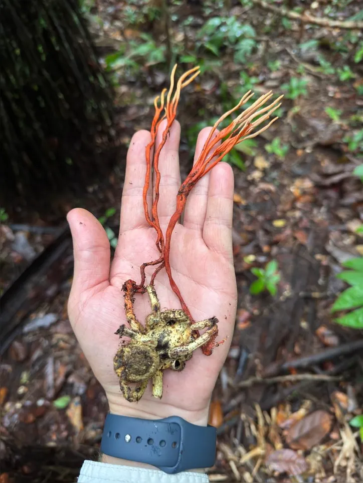Cordyceps caloceroides parasitando uma tarântula