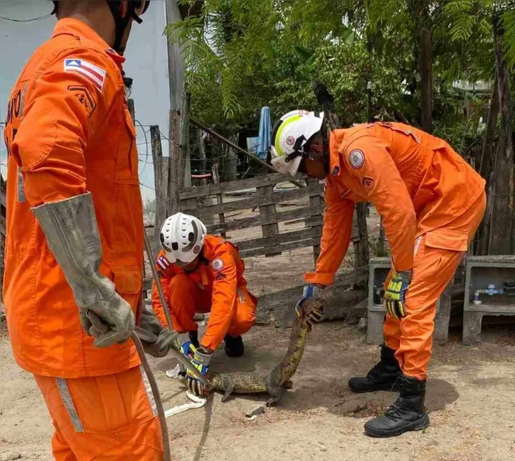 Instituto do Meio Ambiente e Recursos Hídricos (Inema) decidiu transferir o réptil para a Lagoa Grande