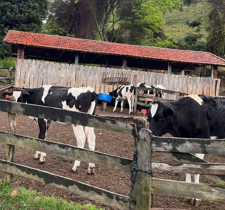 Imagem ilustrativa da imagem Dia Mundial do Queijo: conheça o casal que trocou engenharia pela fazenda