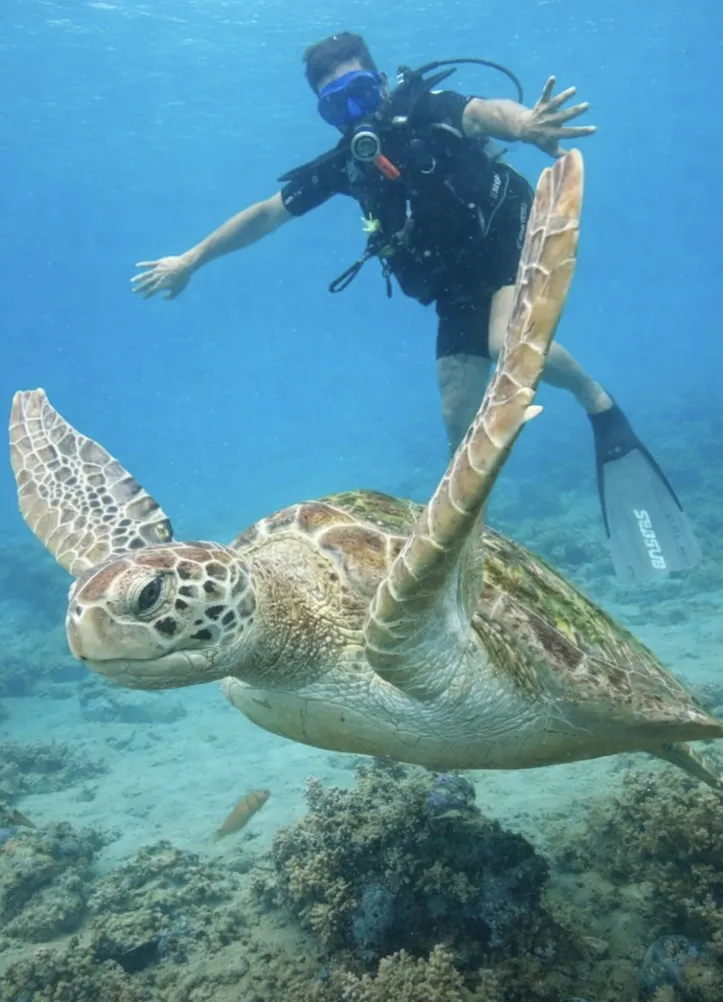 Tartaruga avistada no Porto da Barra
