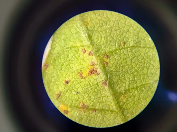 Imagem ilustrativa da imagem Praga asiática extremamente agressiva ameaça lavouras de soja na Bahia