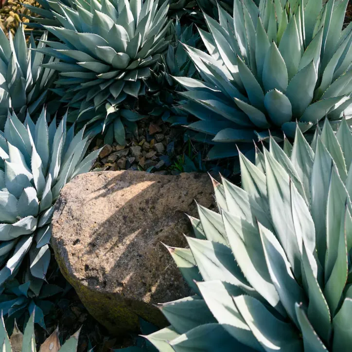 Agave americana