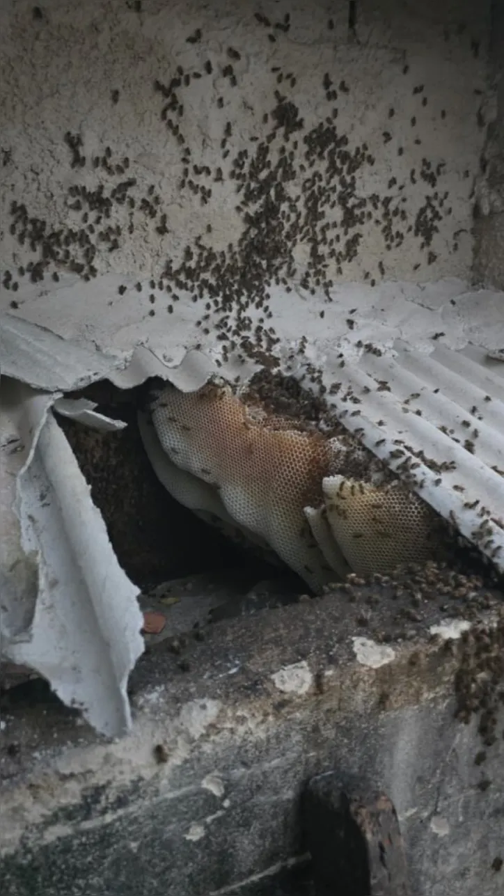 Imagem ilustrativa da imagem Ataque de 60 mil abelhas deixa cães mortos e pessoas feridas na Bahia