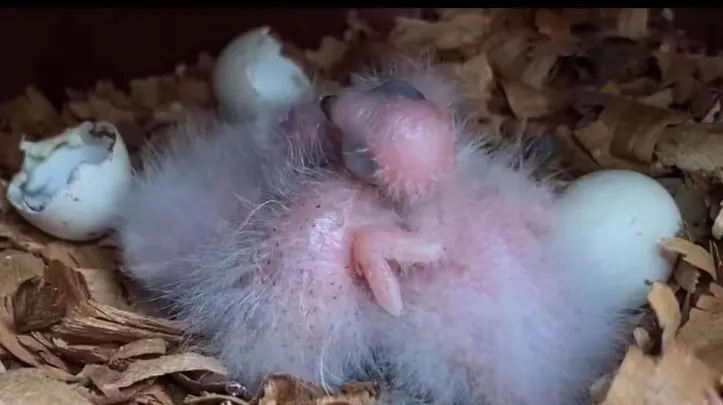 Espécie símbolo da caatinga voltou a se reproduzir em reserva