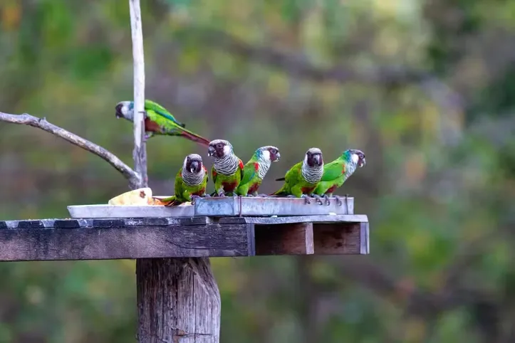 Filhotes de periquito cara-suja são introduzidos na natureza