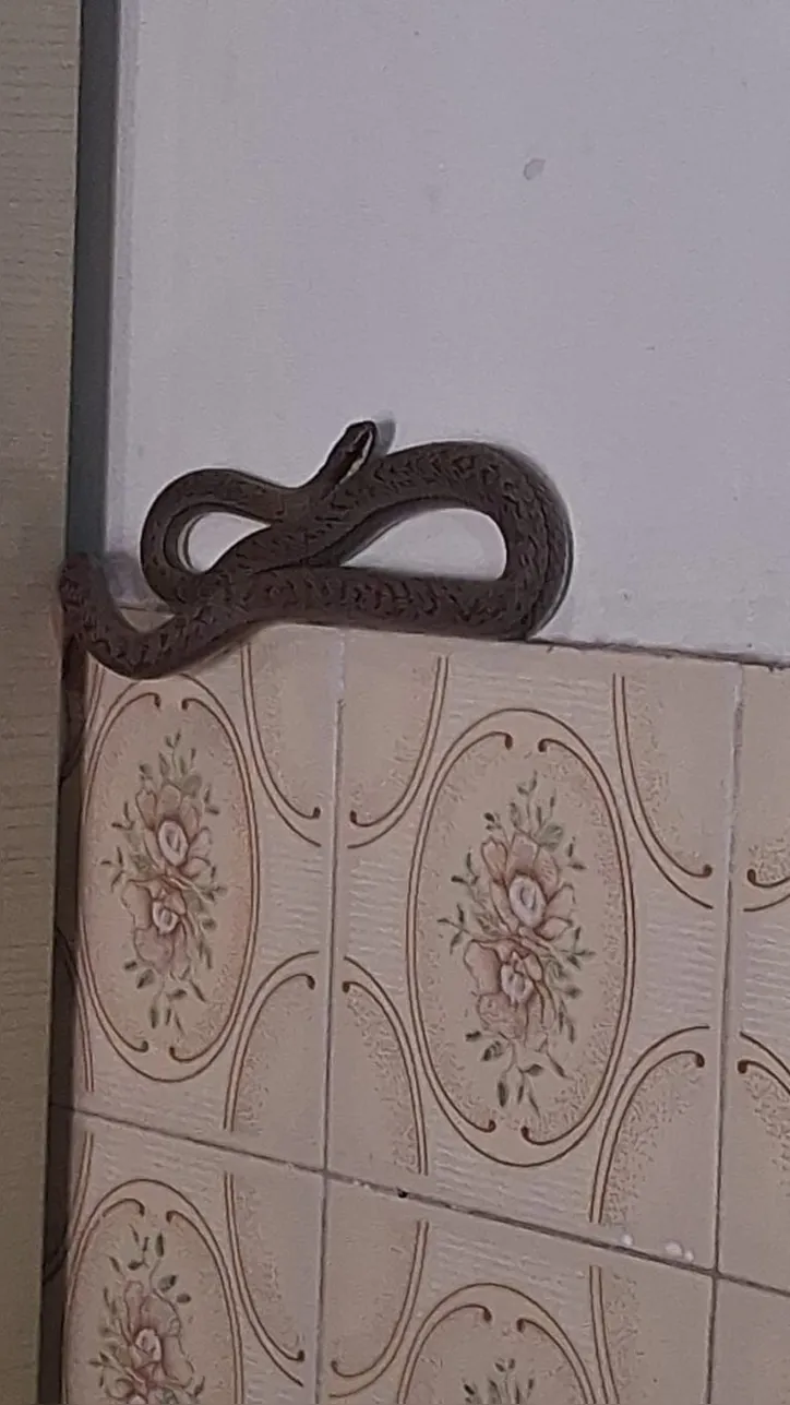 Cobra resgatada
