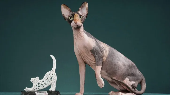 Imagem ilustrativa da imagem Gatos exóticos roubam a cena em competição de beleza; confira