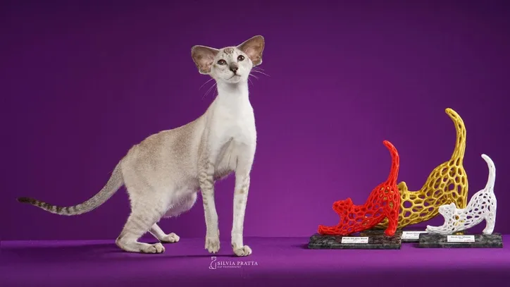Imagem ilustrativa da imagem Gatos exóticos roubam a cena em competição de beleza; confira