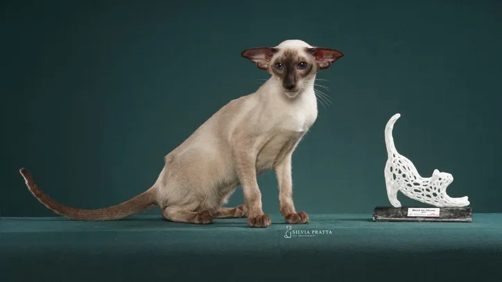 Imagem ilustrativa da imagem Gatos exóticos roubam a cena em competição de beleza; confira