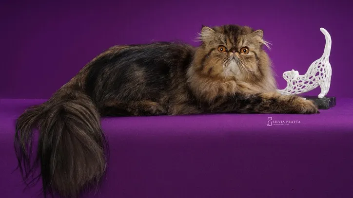 Imagem ilustrativa da imagem Gatos exóticos roubam a cena em competição de beleza; confira