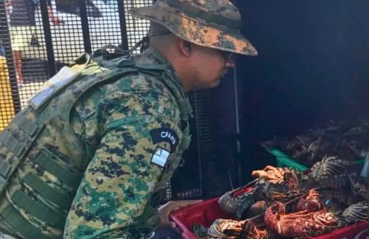 Imagem ilustrativa da imagem Mais de 50 kg de lagosta são apreendidos durante operação em Salvador