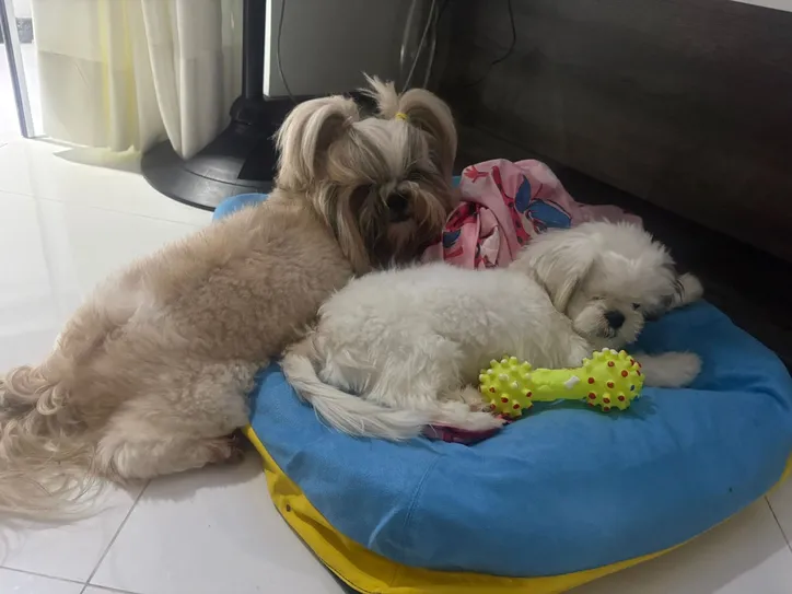 A cachorrinha Mavie ao lado de Katie