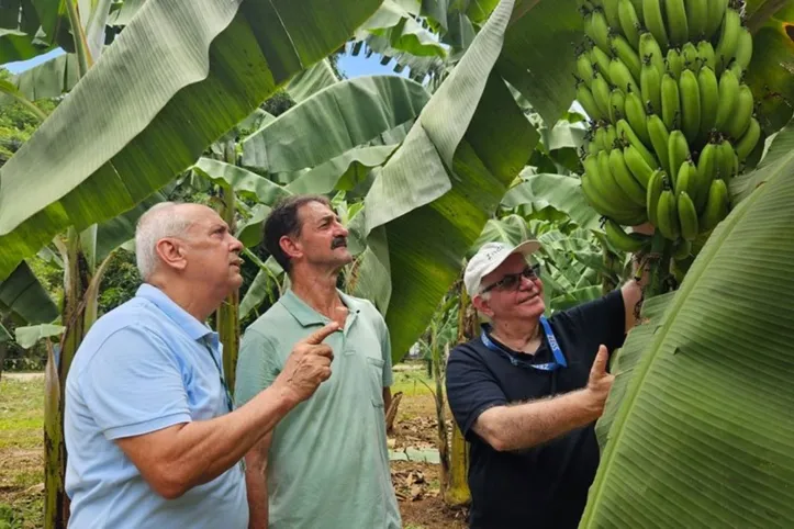 Banana surge como resposta a desafios históricos da cultura, como pragas, doenças e perdas na lavoura