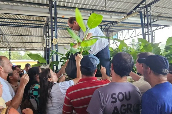 Banana surge como resposta a desafios históricos da cultura, como pragas, doenças e perdas na lavoura