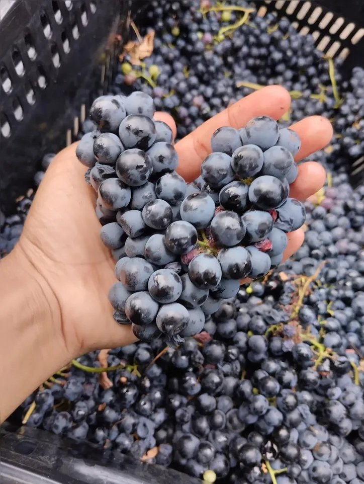 Morro do Chapéu tem o ‘terroir’ semelhante a países famosos pelo cultivo de uvas para produção de champagne e vinhos finos