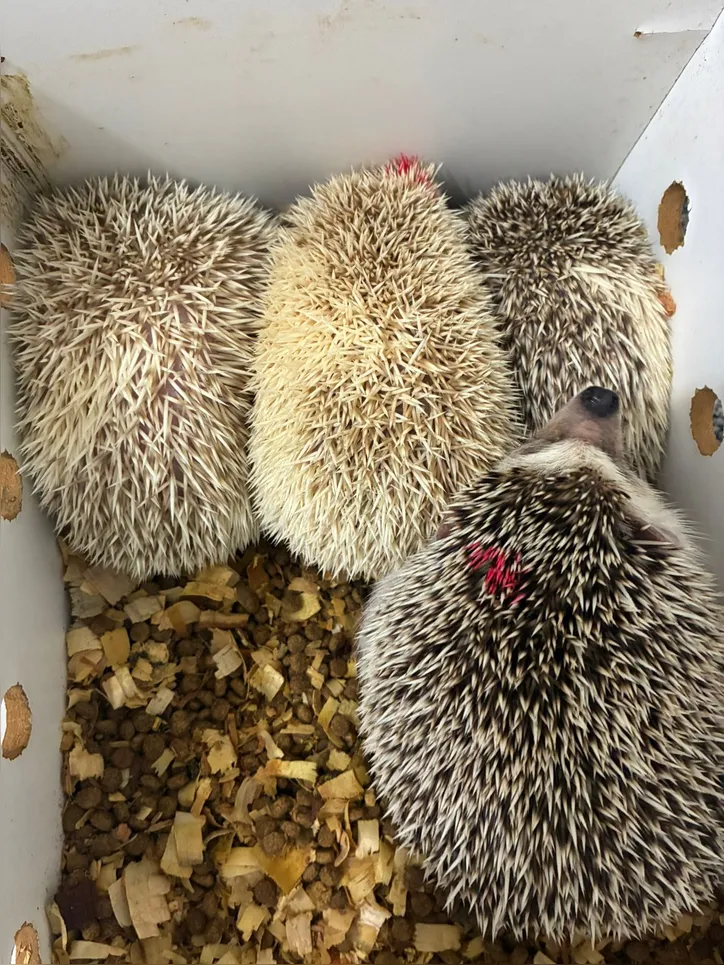 Animais estavam sem microchips de identificação