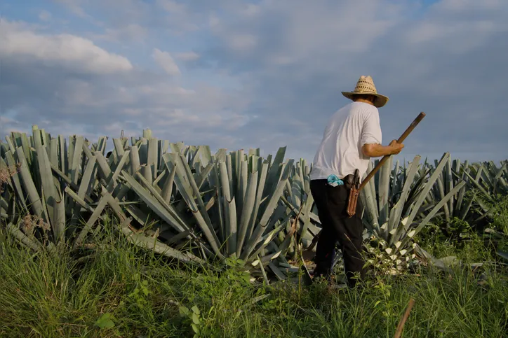 Agave-azul está em fase de desenvolvimento na Bahia