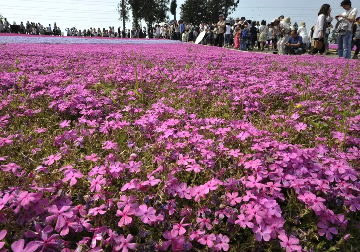 Campos cobertos da flor phlox rosada, espécie que dá o nome da "Lua Rosa"