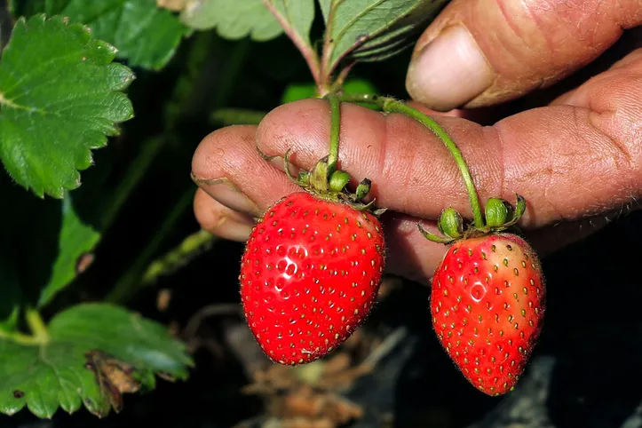 Cerca de 80% das mudas de morango plantadas no Brasil são chamadas de “piratas”