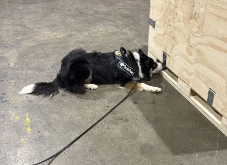 Apreensão foi realizada pela Receita Federal com a ajuda de cães de faro treinados nesta quinta-feira, 16