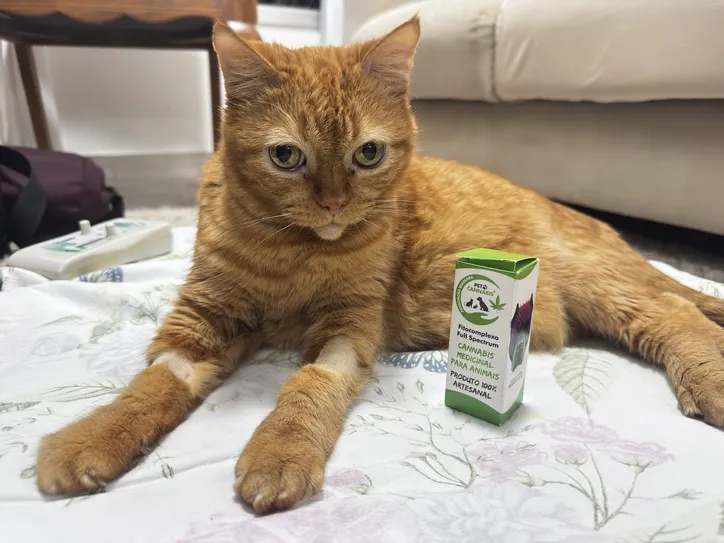O gatinho Noel faz uso do óleo de cannabis
Foto Arquivo pessoal
