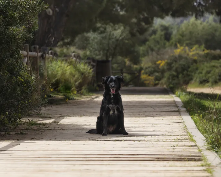 Imagem ilustrativa da imagem Saiba como deve funcionar enterro de pets junto aos tutores em Salvador