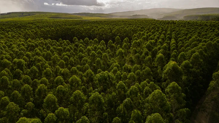 Com uso de IA, Veracel projeta futuro da celulose e bioeconomia na Bahia