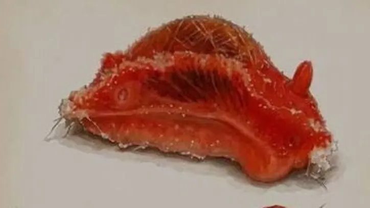 Molusco Adilsa vozinha