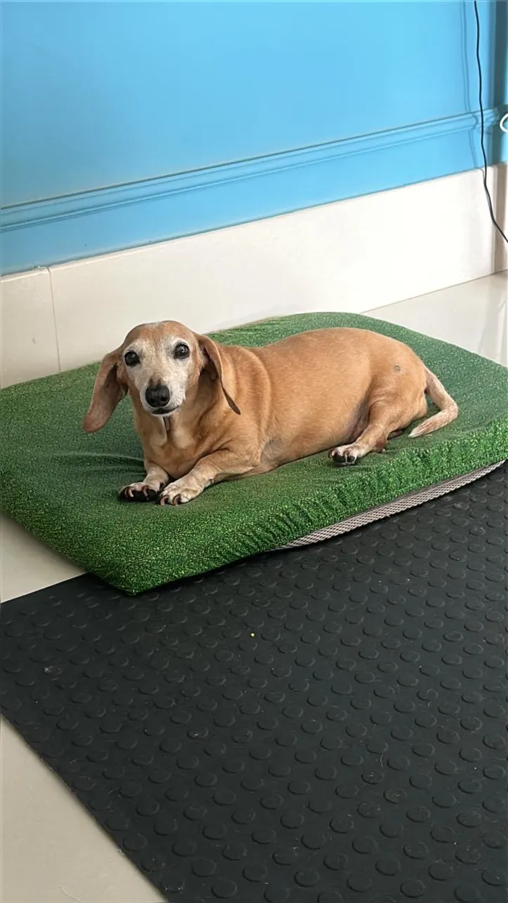 A dachshund Nina, 14 anos, apresenta comportamento compatível com Alzheimer canino
