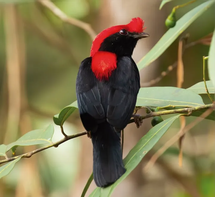 Pássaro Soldadinho durante observação de aves na Chapada