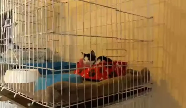 Gato que estava em ONG