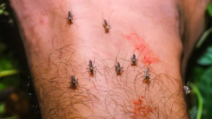 Imagem ilustrativa da imagem Febre do Nilo Ocidental: vírus letal chega ao Brasil e acende alerta