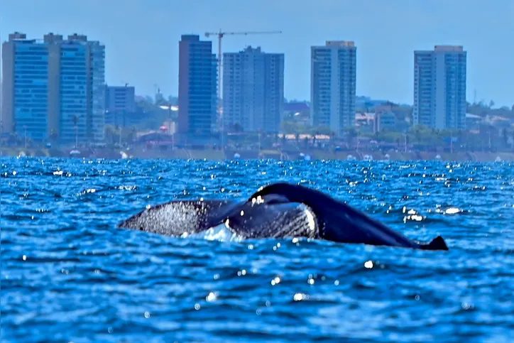 Imagem ilustrativa da imagem Guia do avistamento de baleias em Salvador: onde ver, como funciona e o que esperar do passeio