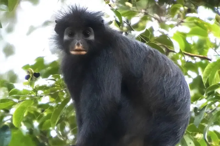 Imagem ilustrativa da imagem Nova espécie rara de macaco que ‘coaxa’ como sapo é descoberta
