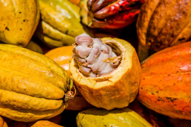 Imagem ilustrativa da imagem Novo plano conecta cacau brasileiro às tendências do mercado global