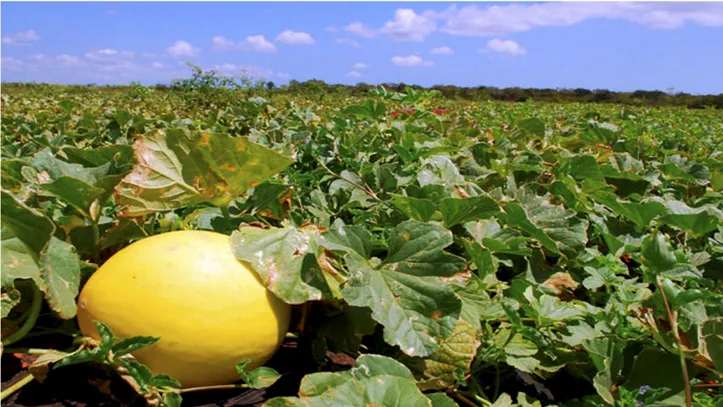 Frutos das sementes híbridas que apresentam melhor desempenho agronômico