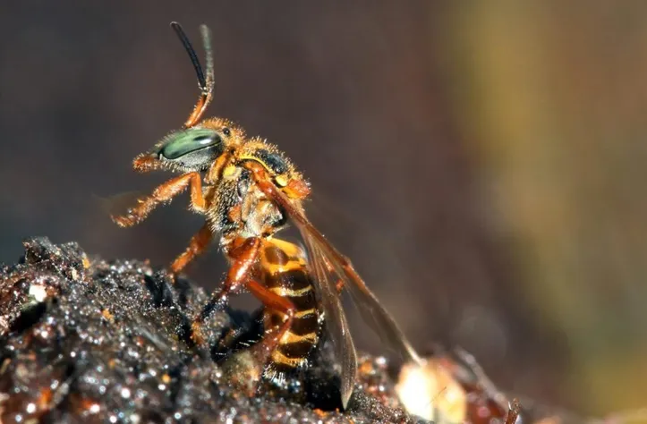 Imagem ilustrativa da imagem Ouro do Sertão: como 'mel milagroso' virou força econômica na Caatinga