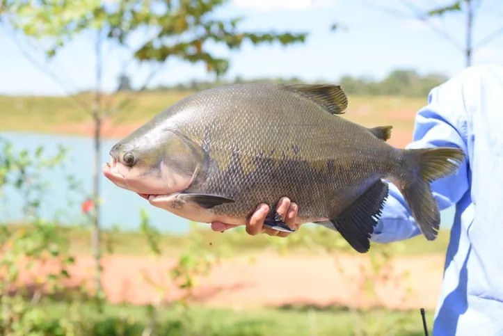 Tambaqui (Colossoma macropomum)