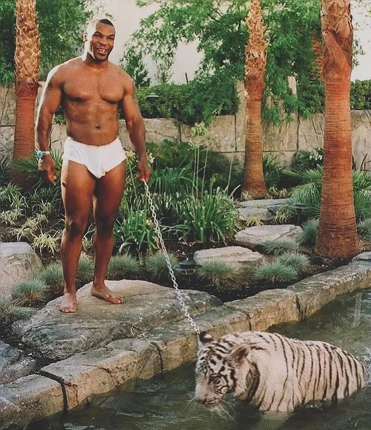 Imagem ilustrativa da imagem Pet de R$ 400 mil: relembre a história maluca de Mike Tyson e sua tigresa