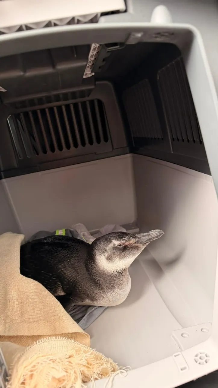 Pinguim
