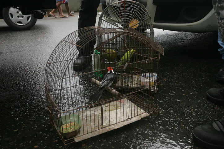 Pássaros em Salvador