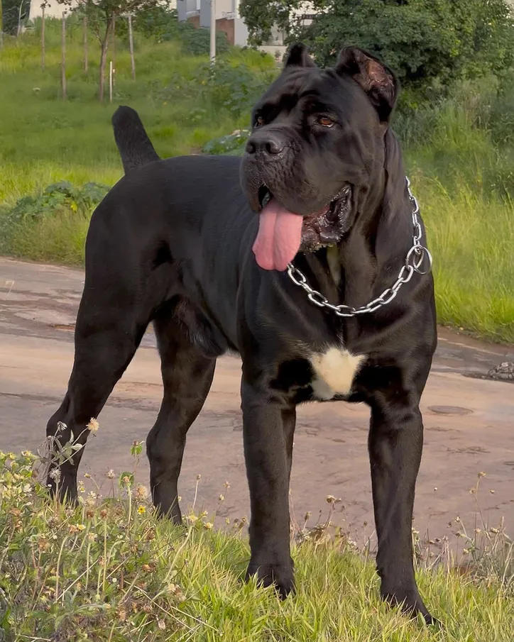 Cane corso