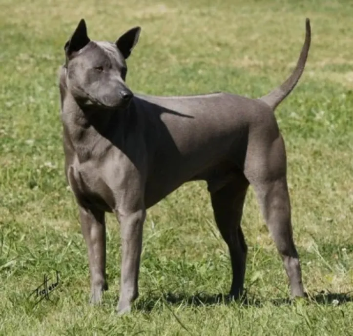 Cão tailandês de crista dorsal