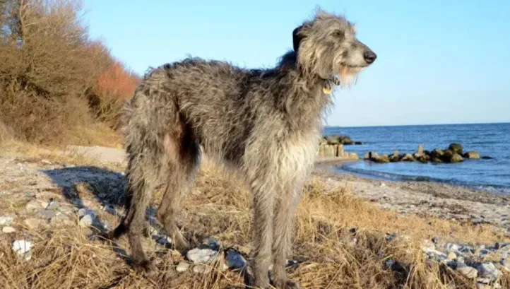 Spaniel de Sussex