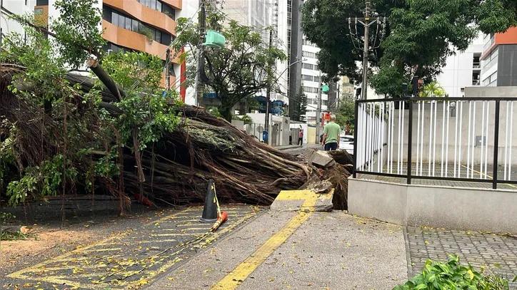 Queda de árvore da Graça
