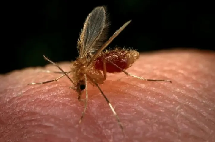 Mosquito-palha, um dos principais transmissores da Leishmaniose