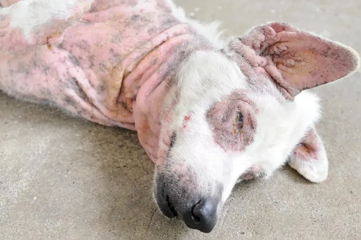 Cachorro com Leishmaniose
