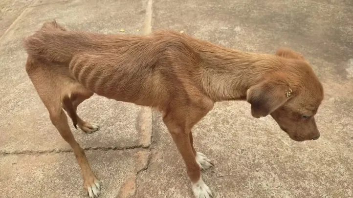 Cachorro com Leishmaniose